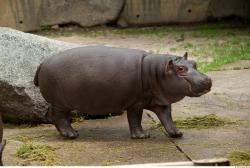 Hippo baby